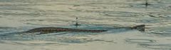 Natrix helvetica sicula