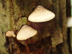 Hohenbuehelia reniformis
