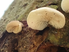 Hohenbuehelia reniformis