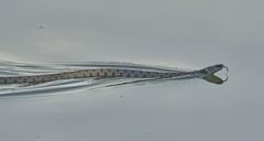 Natrix helvetica sicula