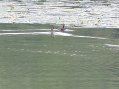 Tachybaptus ruficollis