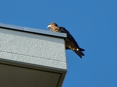 Milvus migrans lineatus
