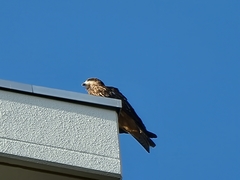 Milvus migrans lineatus