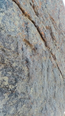 Roccellina hypomecha hypomecha