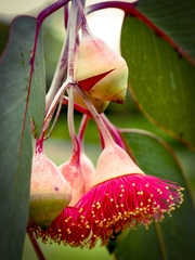 Eucalyptus caesia