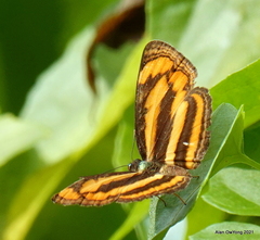 Pantoporia paraka