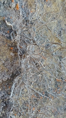 Roccellina hypomecha hypomecha