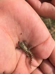 Mediodactylus danilewskii