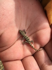 Mediodactylus danilewskii