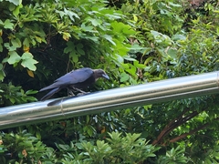 Corvus macrorhynchos