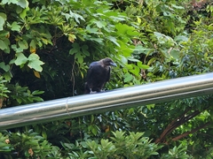 Corvus macrorhynchos