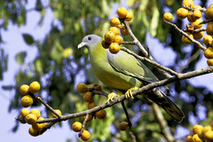 Treron phoenicopterus