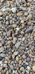 Pyrrhocoris apterus