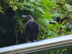Corvus macrorhynchos