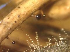 Protophysarum phloiogenum