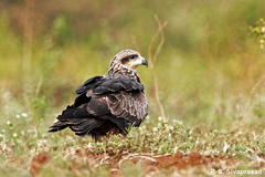 Milvus migrans govinda
