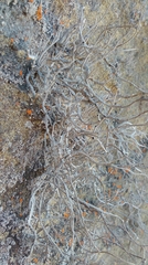 Roccellina hypomecha hypomecha