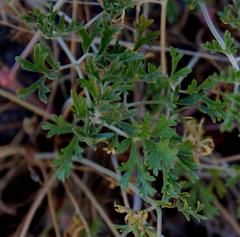Pelargonium dolomiticum