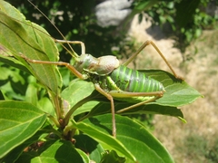 Ephippiger diurnus diurnus