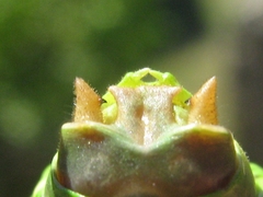 Ephippiger diurnus diurnus