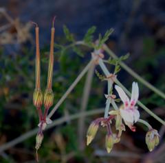 Pelargonium dolomiticum