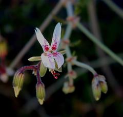 Pelargonium dolomiticum