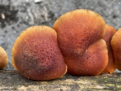 Gymnopilus aeruginosus