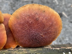 Gymnopilus aeruginosus