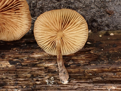 Gymnopilus aeruginosus