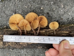 Gymnopilus aeruginosus