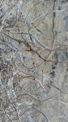 Roccellina hypomecha hypomecha