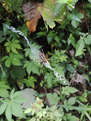Argiope bruennichi