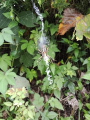 Argiope bruennichi