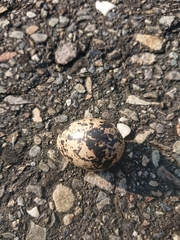 Rostratula benghalensis