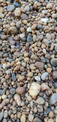 Pyrrhocoris apterus