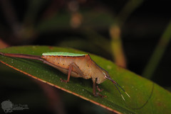 Ruidocollaris truncatolobata