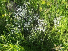 Ornithogalum umbellatum