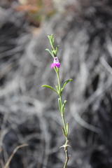 Justicia divaricata