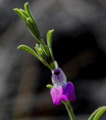 Justicia divaricata
