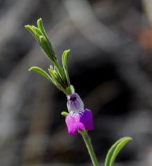 Justicia divaricata