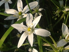 Ornithogalum umbellatum