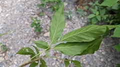 Vitex quinata