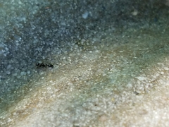 Pseudomyrmex ejectus