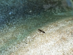 Pseudomyrmex ejectus