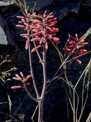 Aloe grandidentata