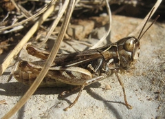 Omocestus petraeus