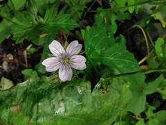 Geranium nepalense