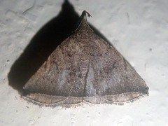 Lysimelia neleusalis