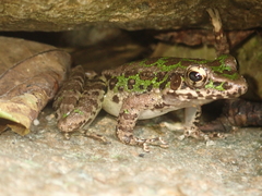Odorrana tianmuii