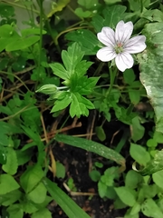 Geranium nepalense